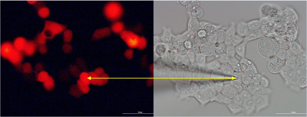 biofiz mutaciju itaka