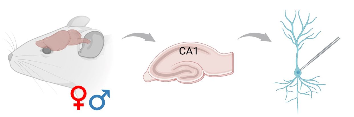 biofiz neuronu elektrofiziologija