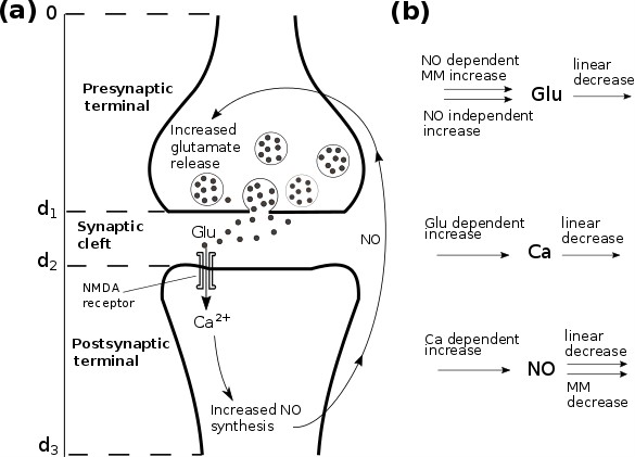 biofiz sinapse